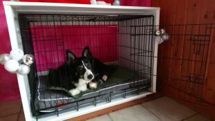 En sort og hvid hund ligger på en seng i en Fido Studio