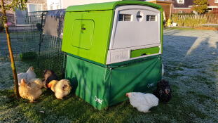 Omlet grøn Eglu Cube stor hønsegård og løbegård med høns i haven