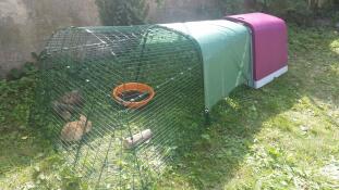 Omlet lilla Eglu Go kaninbur med løbegård og kaniner i haven