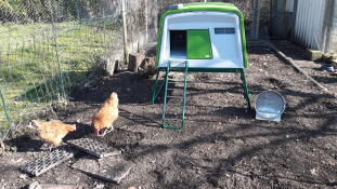 To orange høns i en have med et stort grønt Cube hønsehus