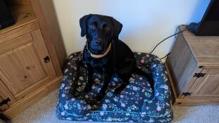 En sort labrador sad i midnight meadow bolsterhundesengen.