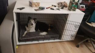 En sort/hvid hund sad i en niche på Fido med en garderobe tilknyttet