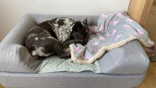 En hund, der sover på denne grå hundeseng med en pude på toppen