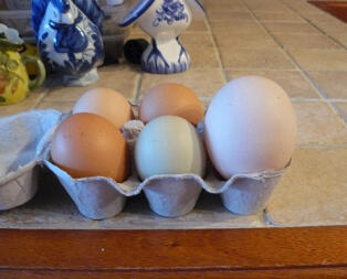 6 æg i en æggeboks