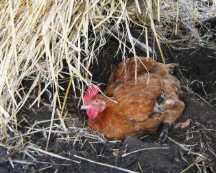 Kylling sidder i jord