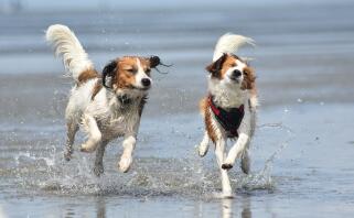 To brune og hvide hunde løber på strandkanten