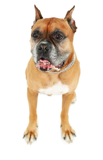 En sød boxerhund med dybe brune øjne og afklippede ører