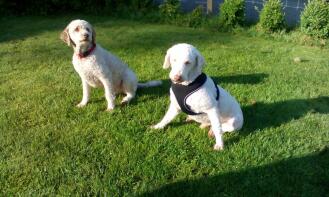 2x laGotto romagnolo på hundeskolen