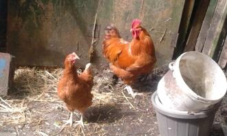 new hampshire rød hane med en warren høne