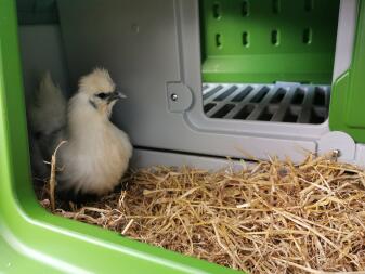 Høns i Eglu Cube stor hønsegård