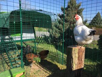 Omlet grøn Eglu Cube stor hønsegård og løbegård i forbindelse med Omlet løbegård til høns