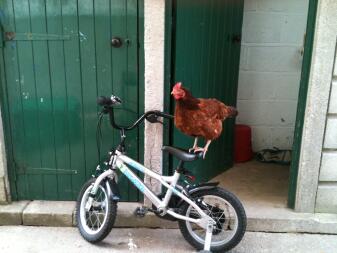 En kylling, der står på en cykel