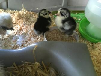 1 dag gamle Pekin Chicks i Eglu