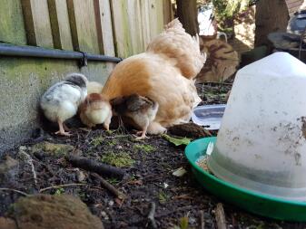 Broody Hen og Chicks