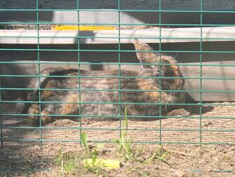 En stor brun og sort kanin, der ligger i solen i en løbegård for dyr