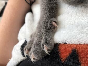 En grå kattepote på et tæppe med udstrakte kløer