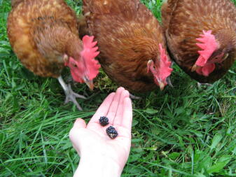 3 høns, der kigger på brombær i hånden