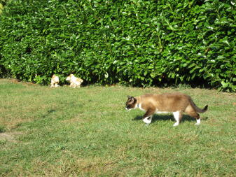 Høns og kat i haven