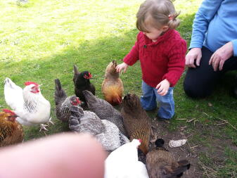 En ung pige leger med en masse høns i en have