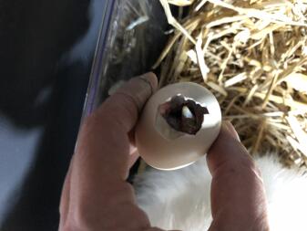 ægklækning i hånden