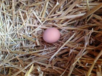 At finde et nyt æg hver morgen i reden er vidunderligt