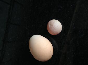 Disse æg var fra samme høne samme dag