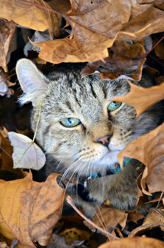 En highlander-kat, der gemmer sig i løvstrøet