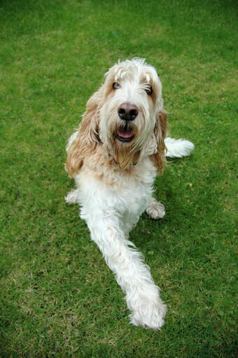 Basset Griffon Vendeen Grand hund Dog Breeds