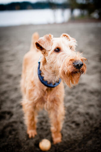Et nærbillede af en irish terriers dejlige, trådagtige pels og skæg