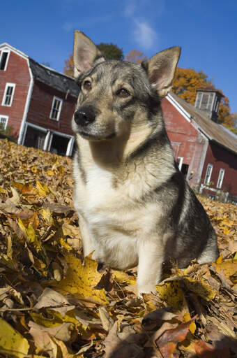 En smuk voksen svensk vallhund sidder i bladene og venter på opmærksomhed