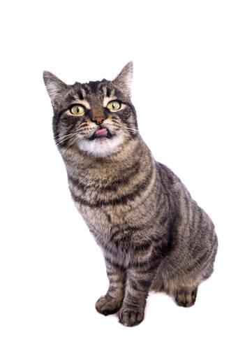 En fræk manx-kat, der stikker tungen ud