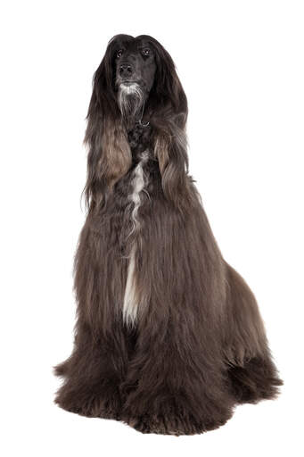 En voksen brun afghansk hund med en vidunderlig pels