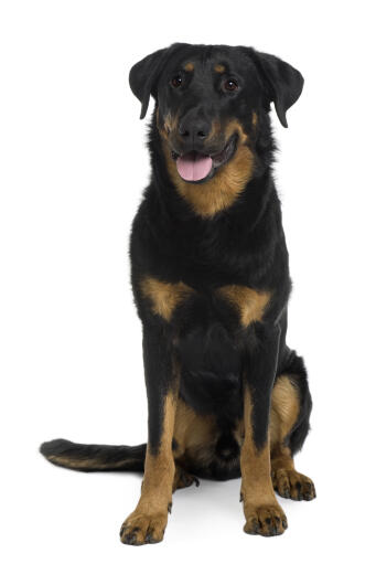 Beauceron | Dog Breeds