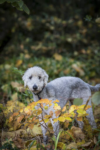 En smuk, lille bedlington terrier leger udenfor