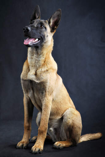 Belgisk hyrdehund (Malinois) | Breeds