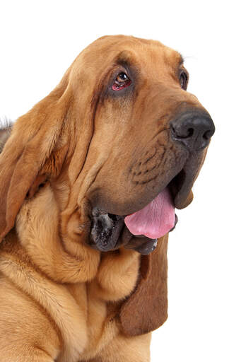 Det karakteristiske hængende ansigt, der er karakteristisk for en blodhund