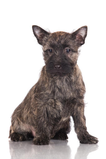 Terrier hund | Dog Breeds