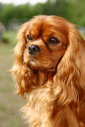 Prins hotsell charles spaniel