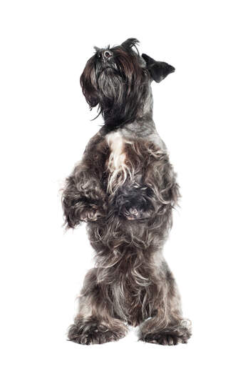En ung cesky terrier, der står på sine bagben og vil have lidt opmærksomhed