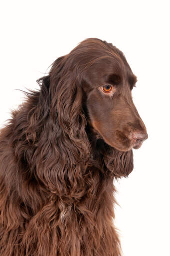 En smuk feltspaniel, der tænker hundeagtige tanker