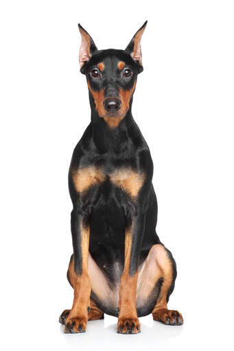 plukke Enumerate Åbent Tysk Pinscher hund | Dog Breeds