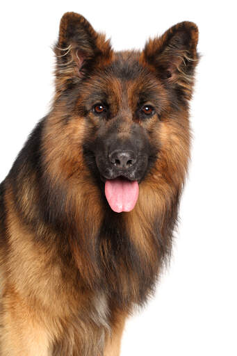 En dejlig langhåret schæferhund med smukke høje ører