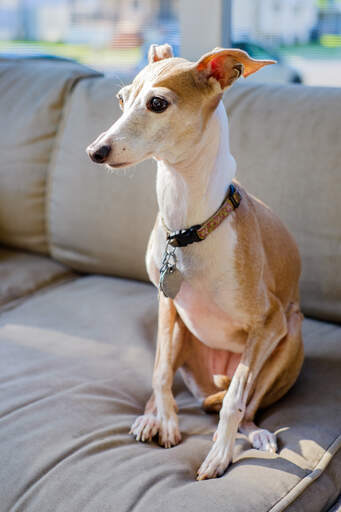 En italiensk greyhound, der sidder på sofaen med ørerne bagud