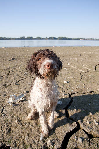 En våd laGotto romagnolo ivrig efter at spille