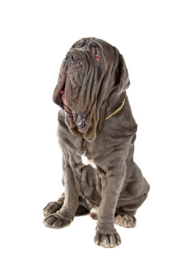 En voksen neapolitansk mastiff med sit vidunderlige rynkede ansigt