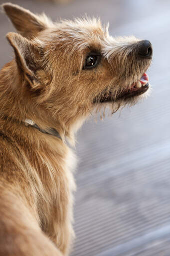 Et nærbillede af en norwich terriers utroligt tykke, trådagtige pels