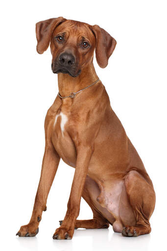 Til meditation makeup svale Rhodesian Ridgeback hund | Dog Breeds