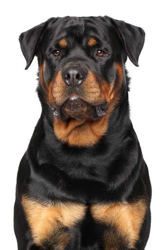 En streng voksen rottweiler hanhund, der venter på kommandoer fra sin ejer