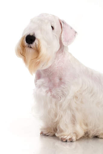En sealyham terriers utroligt skrubbe skæg og smukke, bløde, hvide pels