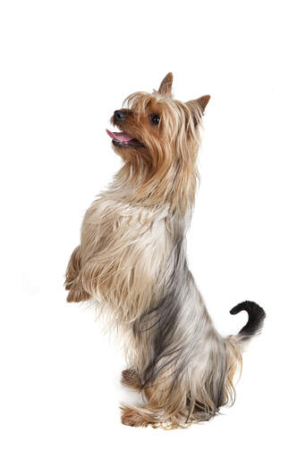 En silkeagtig terrier, der står op på bagbenene og vil have lidt opmærksomhed